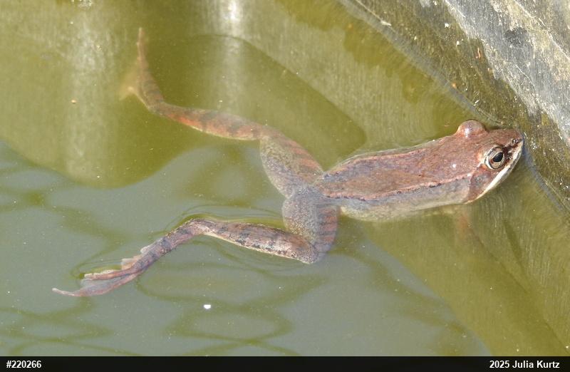 Wood Frog