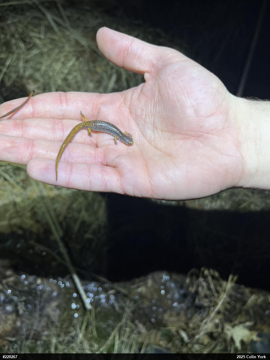 Four-toed Salamander