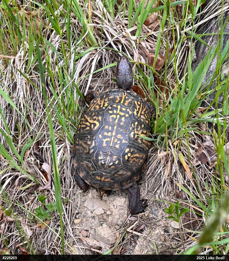 Eastern Box Turtle