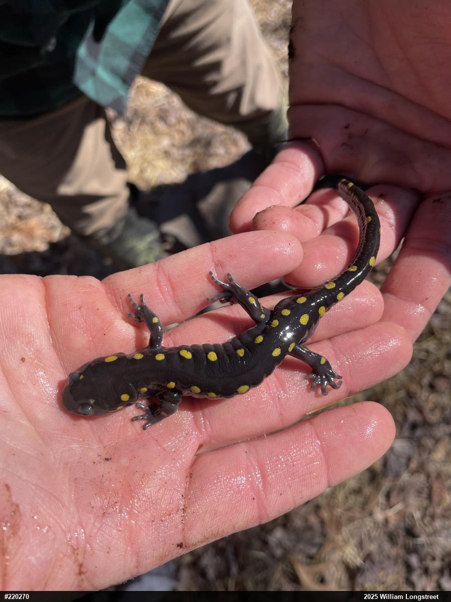 Spotted Salamander