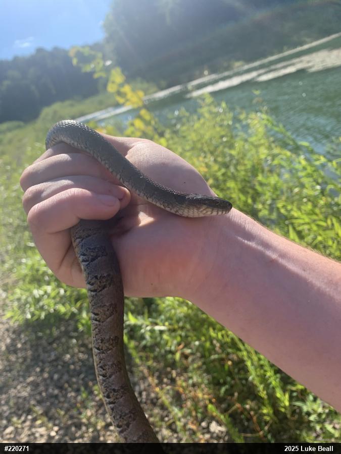 Northern Watersnake