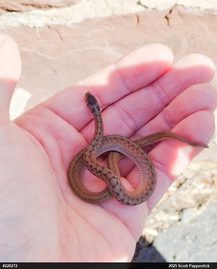 Dekay's Brownsnake