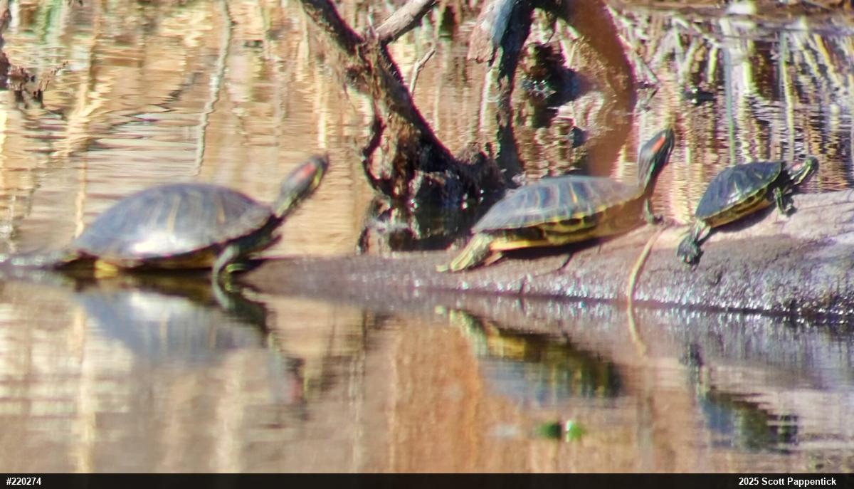 Red-eared Slider