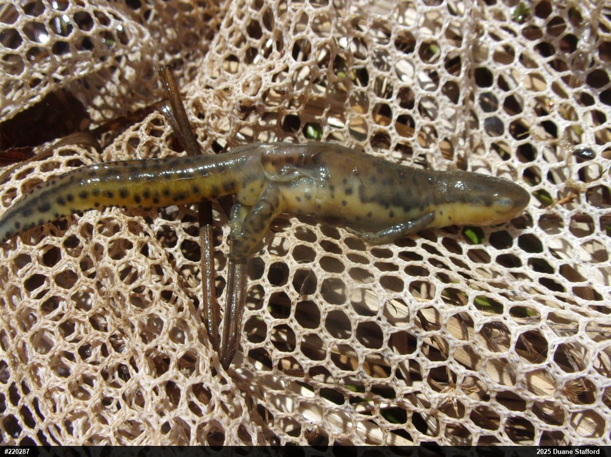 Red-spotted Newt