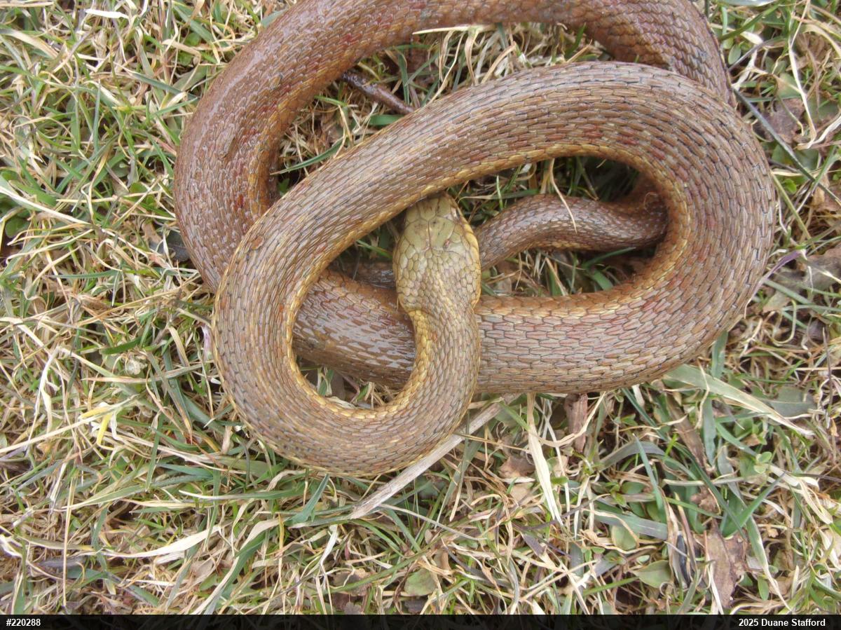 Eastern Gartersnake