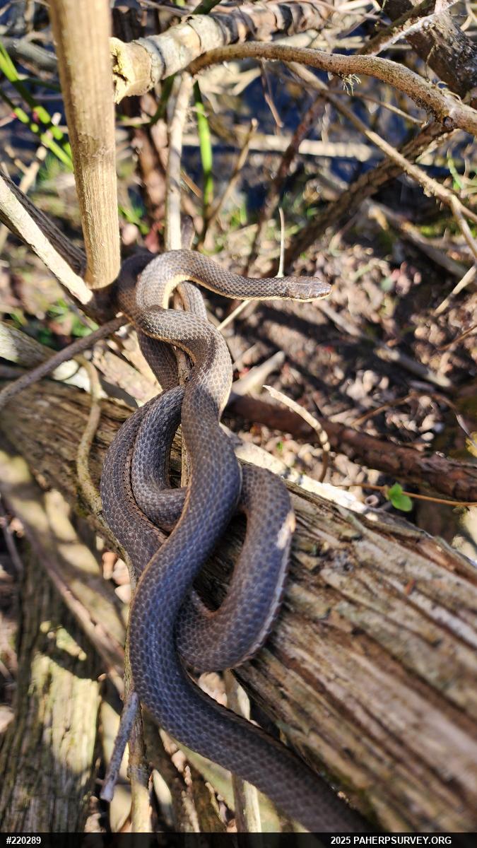 Queensnake