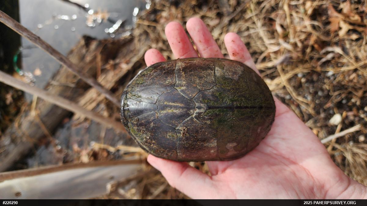 Eastern Musk Turtle