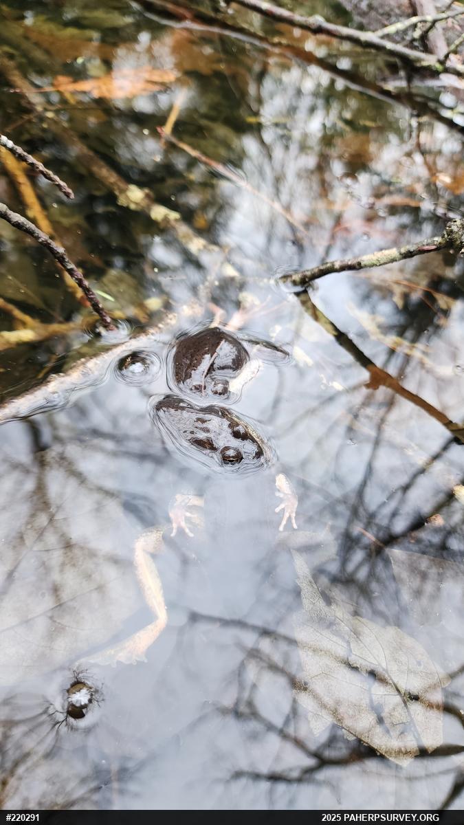 Wood Frog