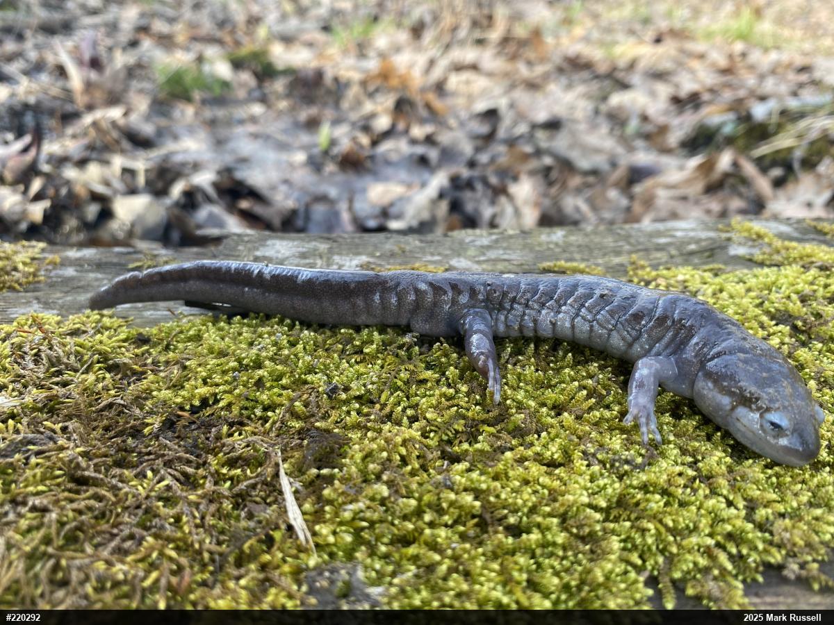 Jefferson Salamander
