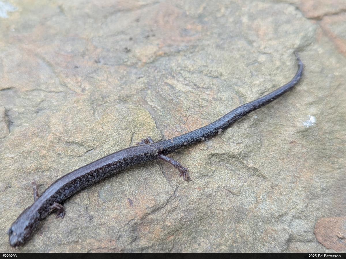 Valley And Ridge Salamander