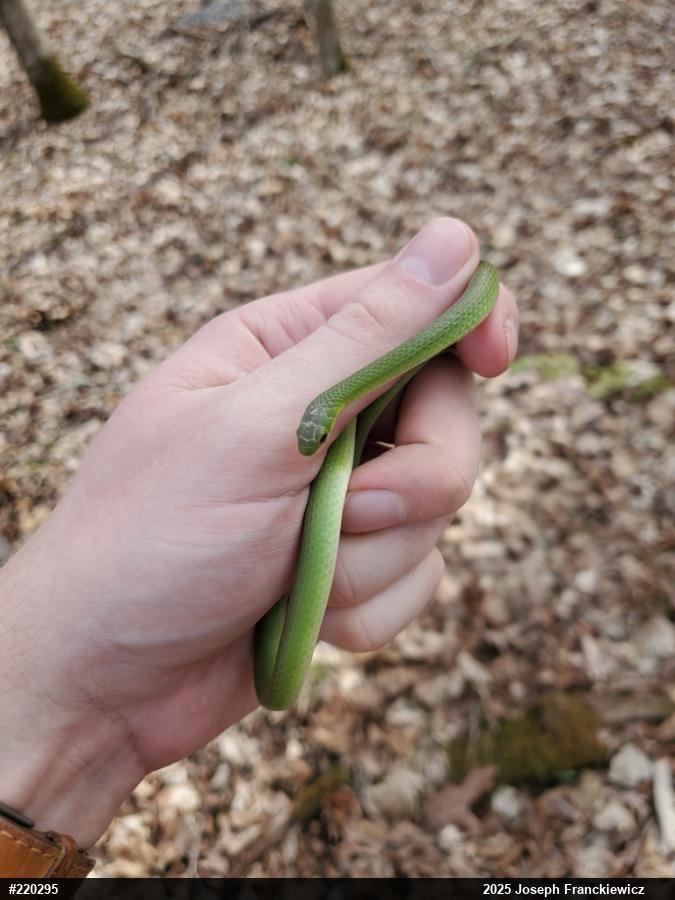 Smooth Greensnake