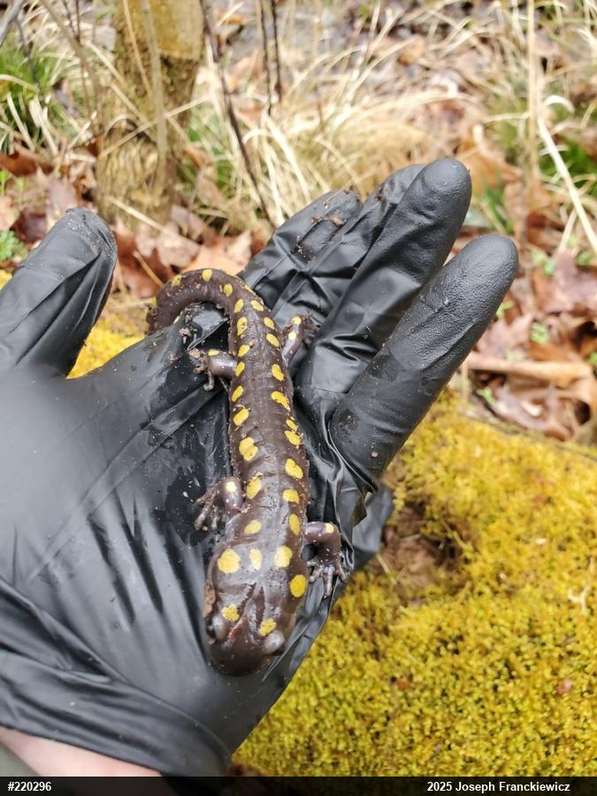 Spotted Salamander