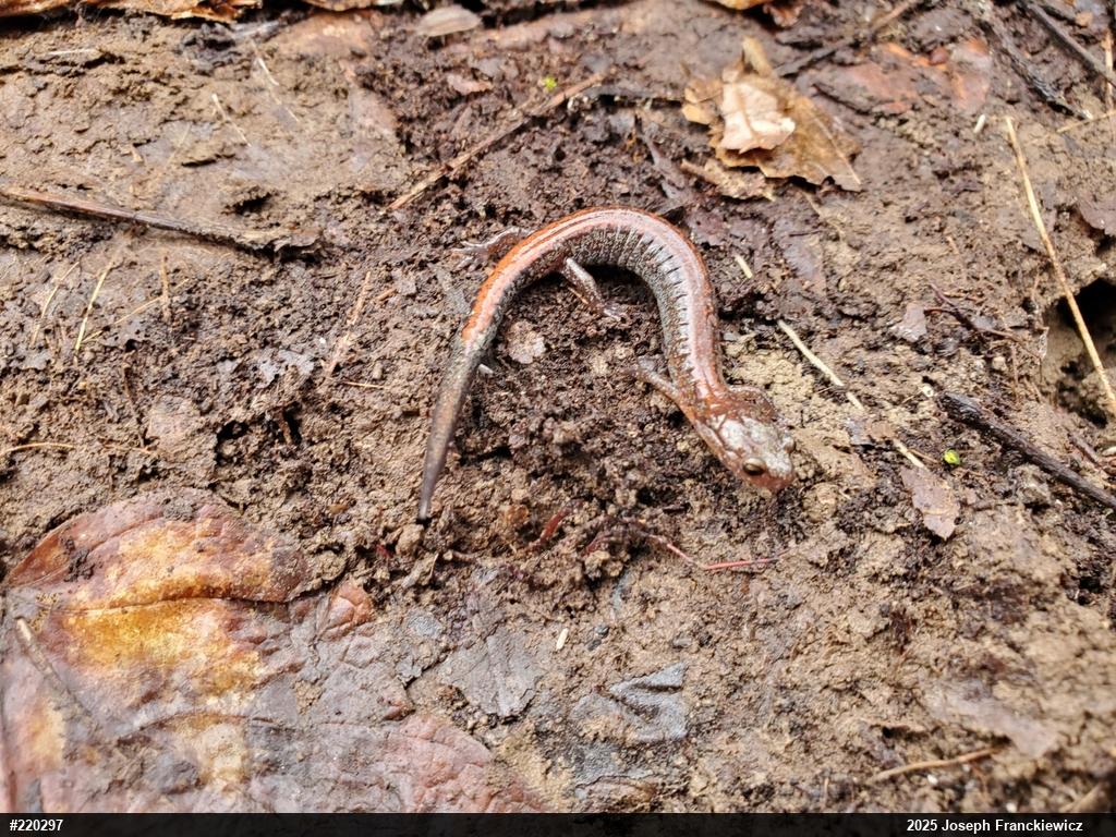Eastern Red-backed  Salamander