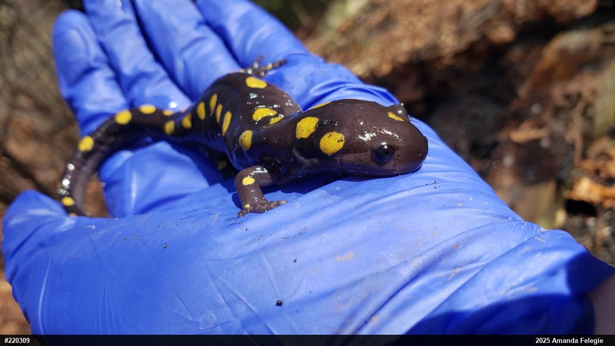 Spotted Salamander