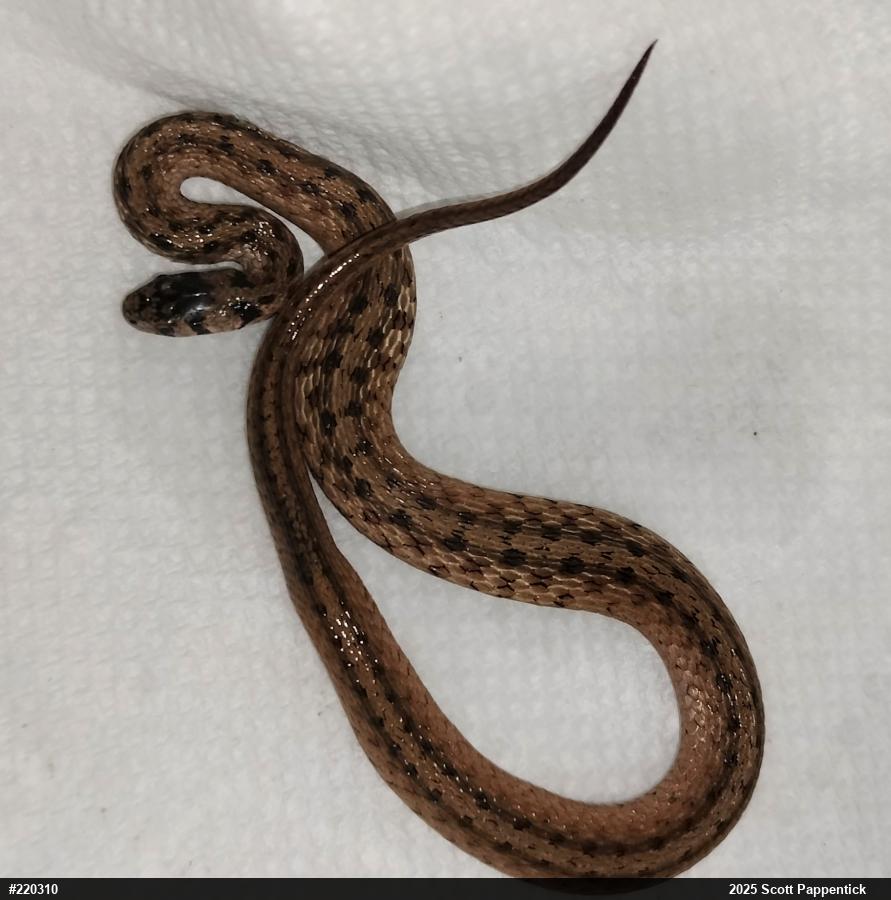 Dekay's Brownsnake