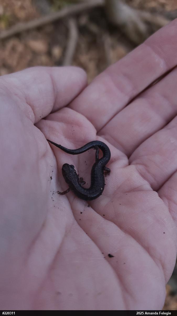 Northern Dusky Salamander