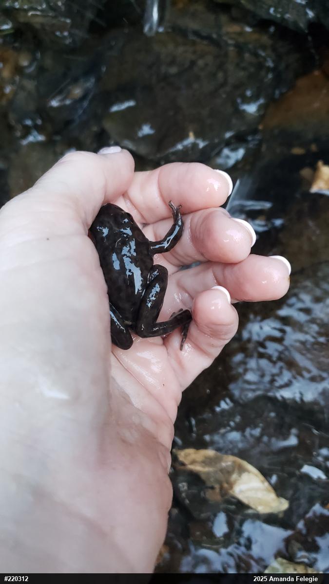 American Bullfrog
