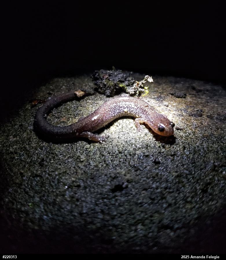 Eastern Red-backed  Salamander