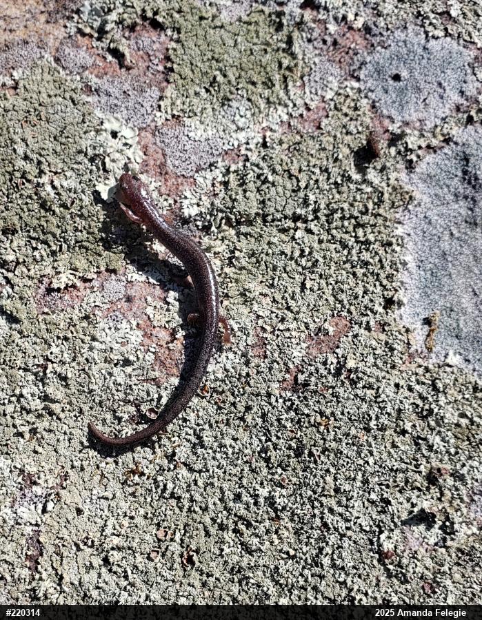 Eastern Red-backed  Salamander