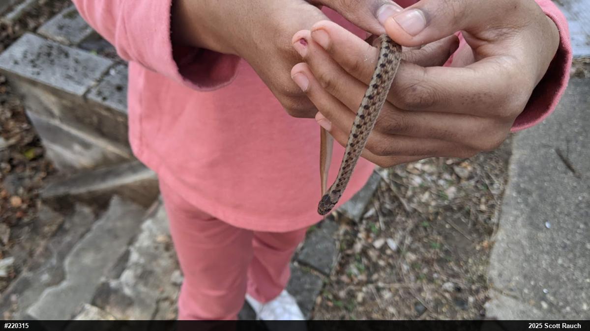 Dekay's Brownsnake