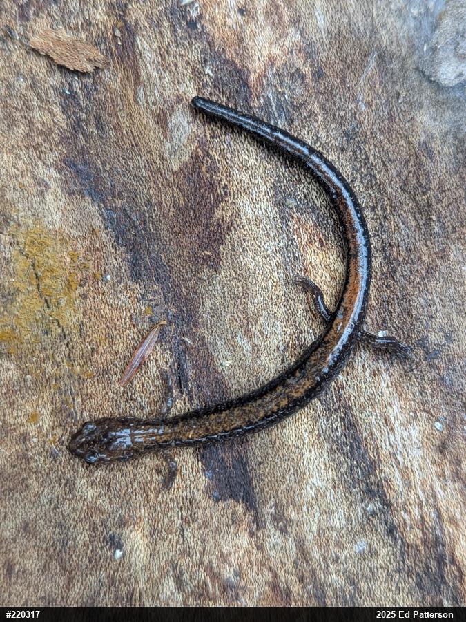 Eastern Red-backed  Salamander
