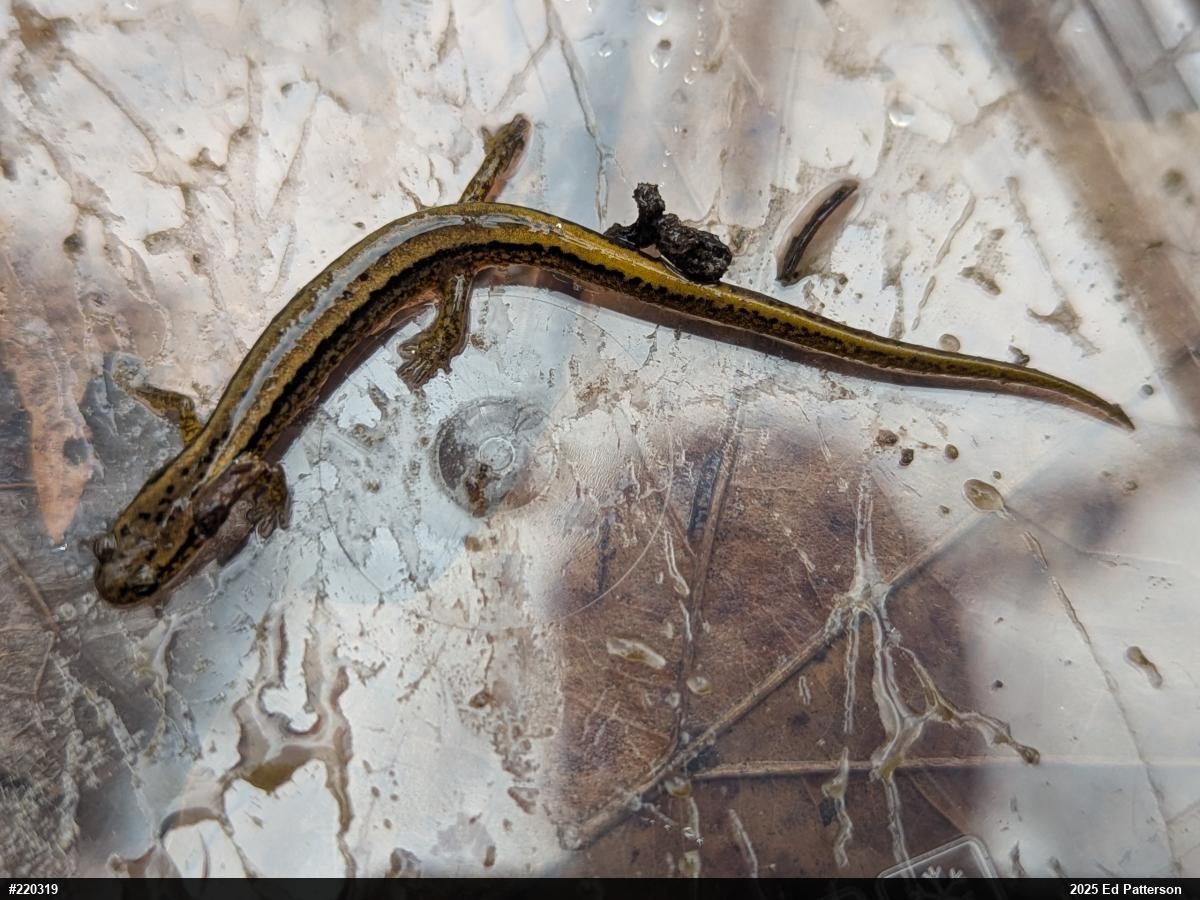 Northern Two-lined Salamander