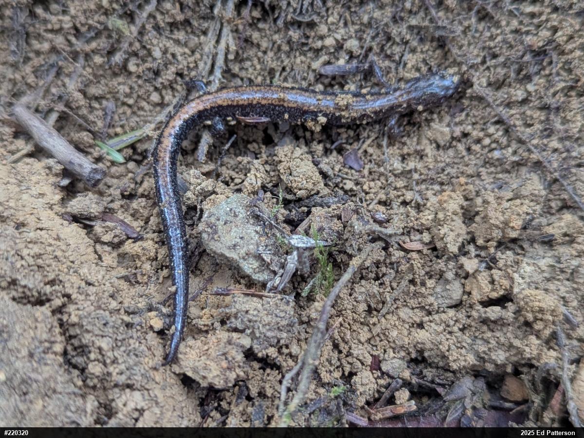 Eastern Red-backed  Salamander