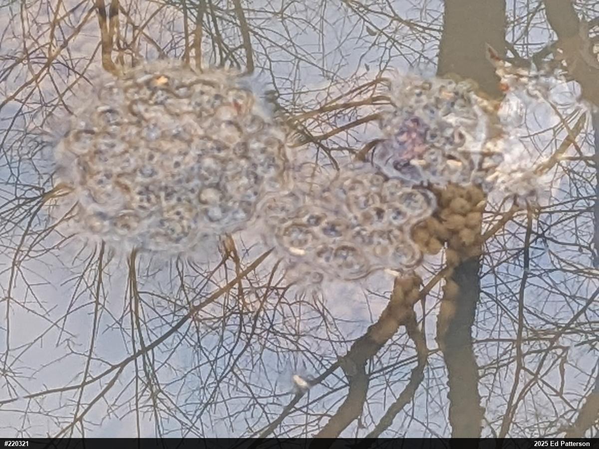Wood Frog