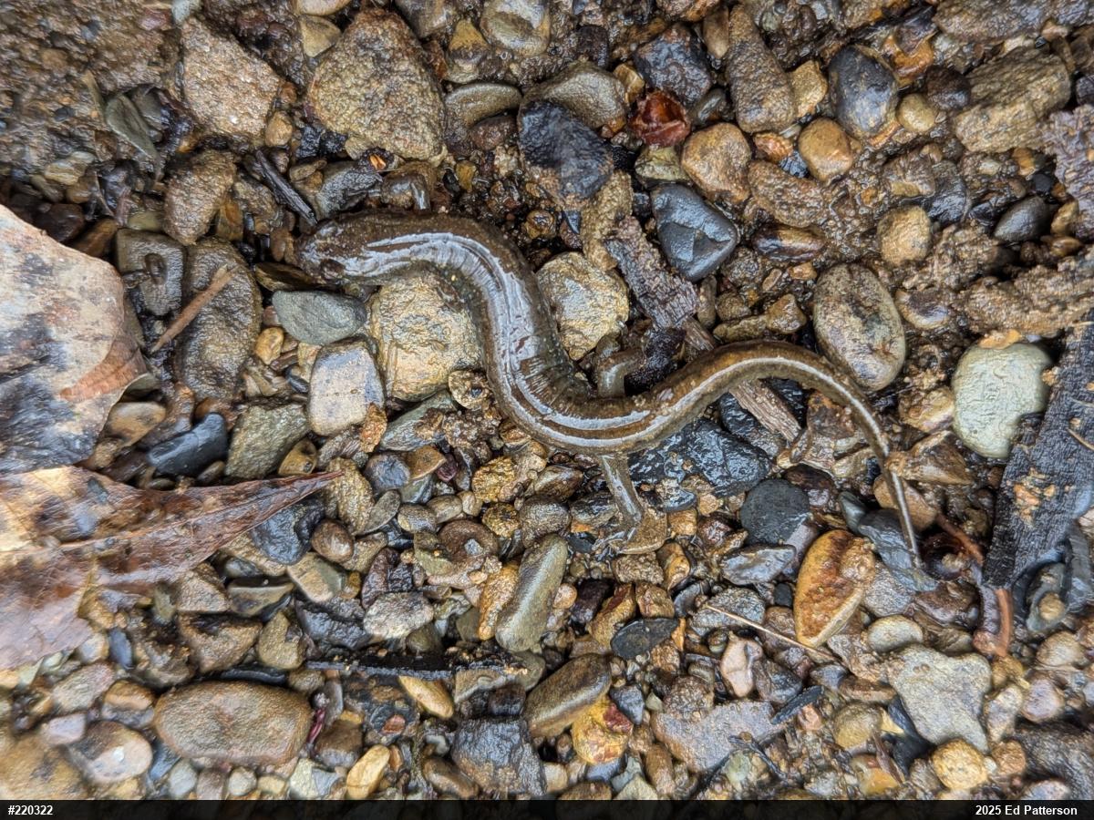 Northern Dusky Salamander