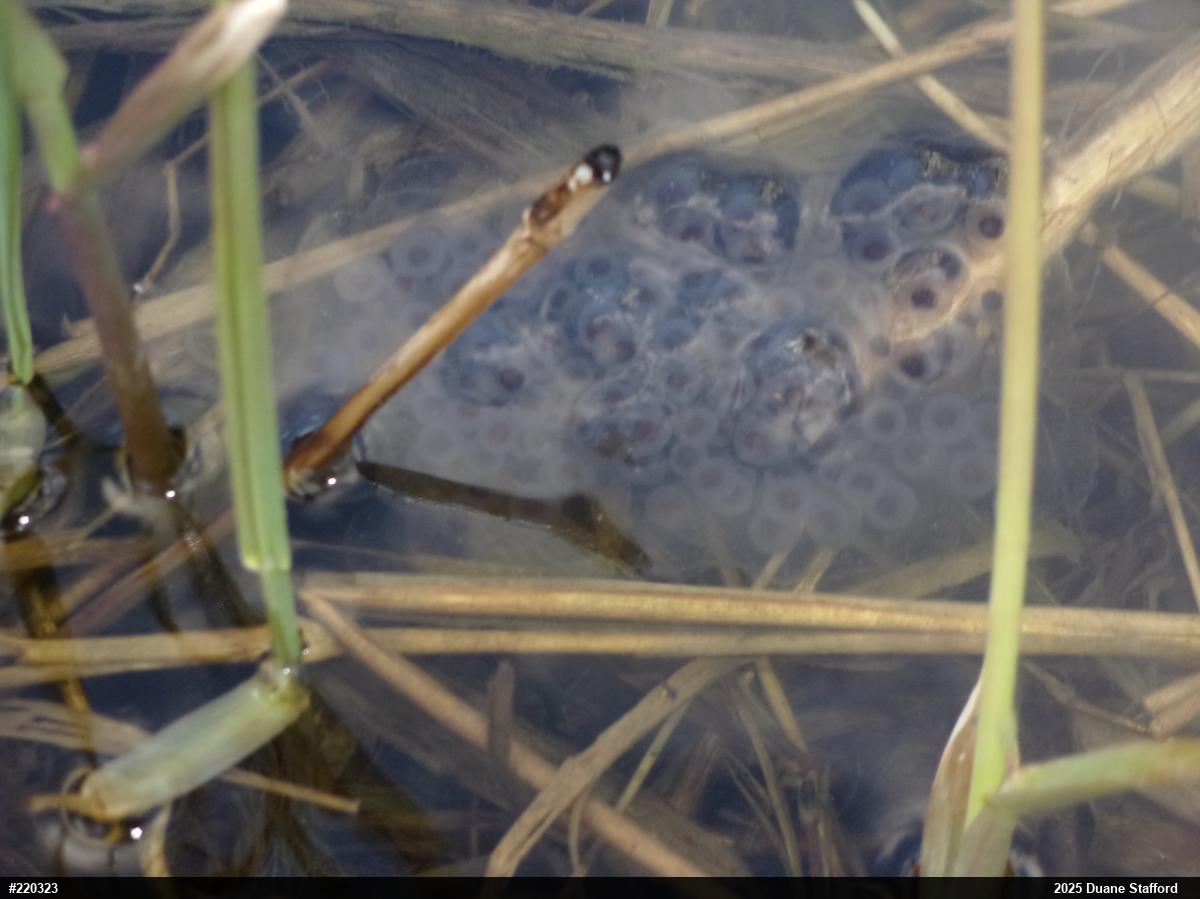 Spotted Salamander