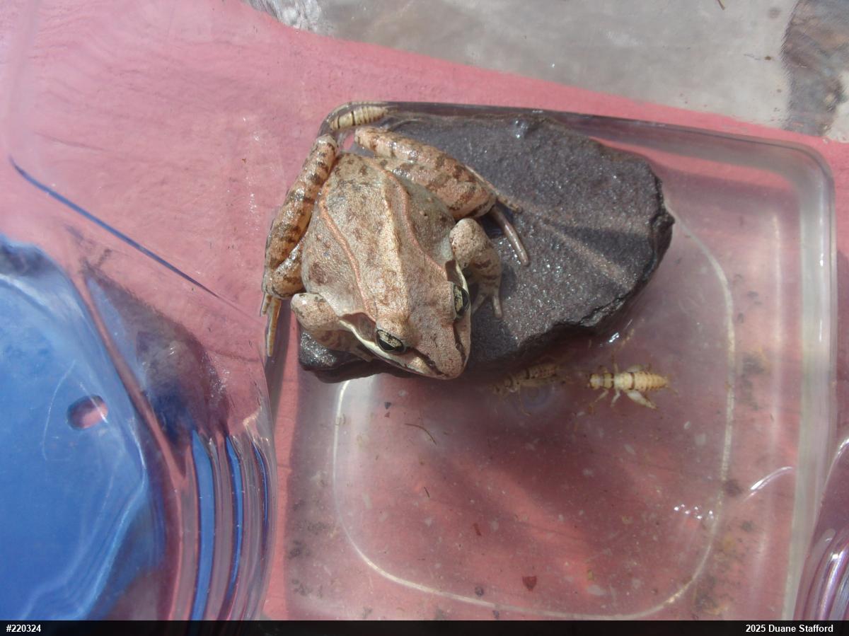 Wood Frog