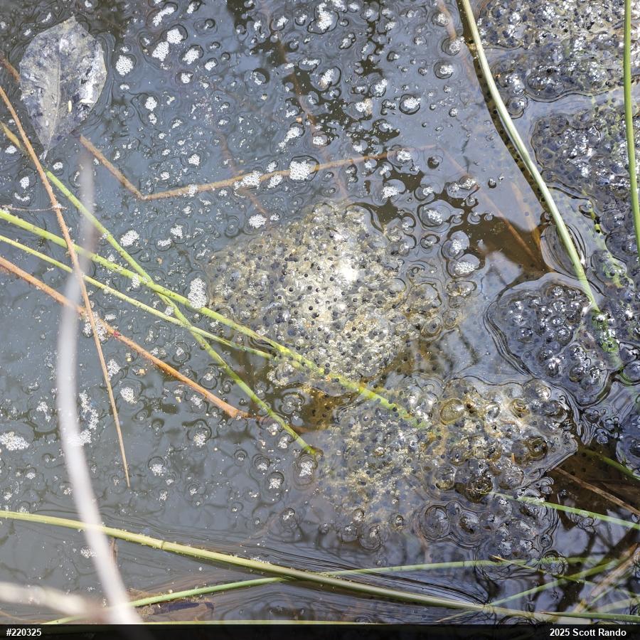 Wood Frog