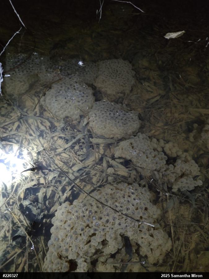 Wood Frog