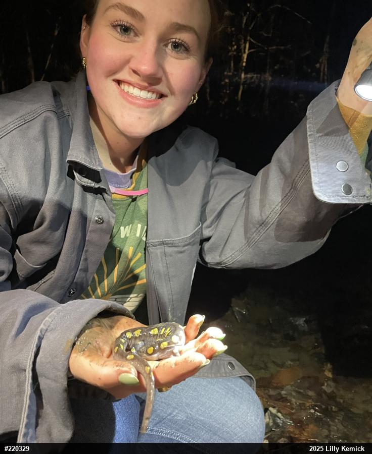 Spotted Salamander