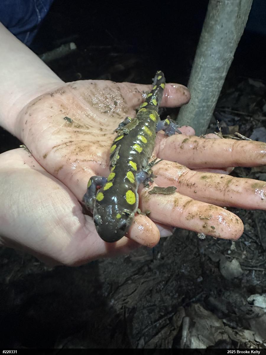 Spotted Salamander