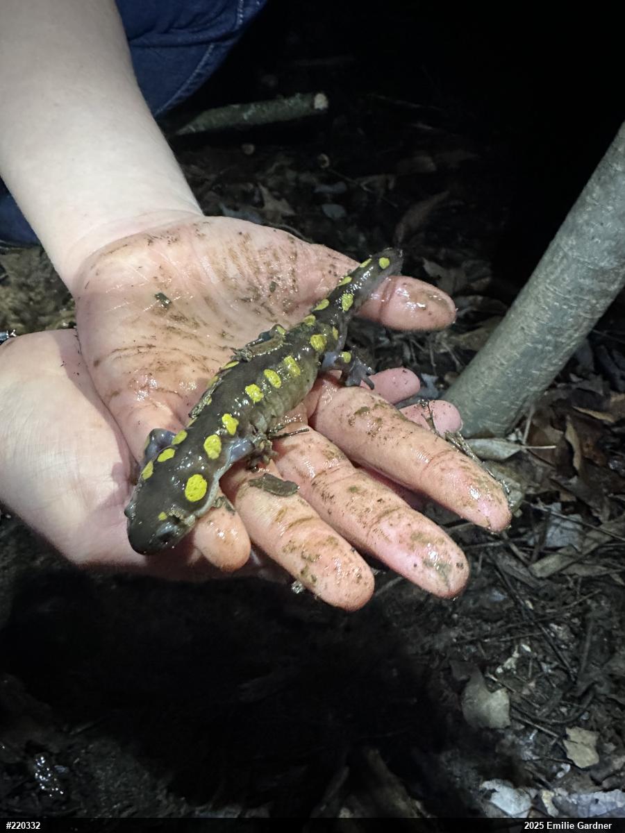 Spotted Salamander