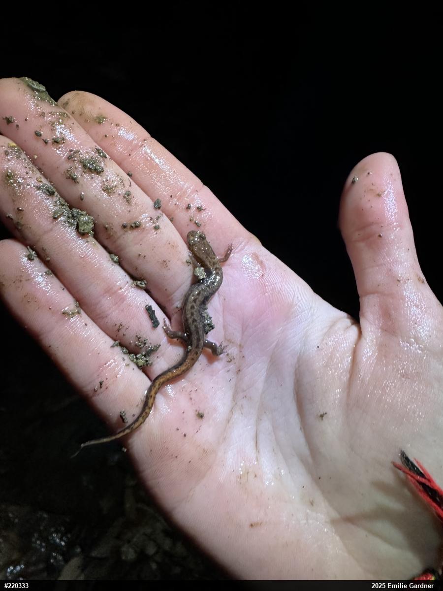 Allegheny Mountain Dusky Salamander