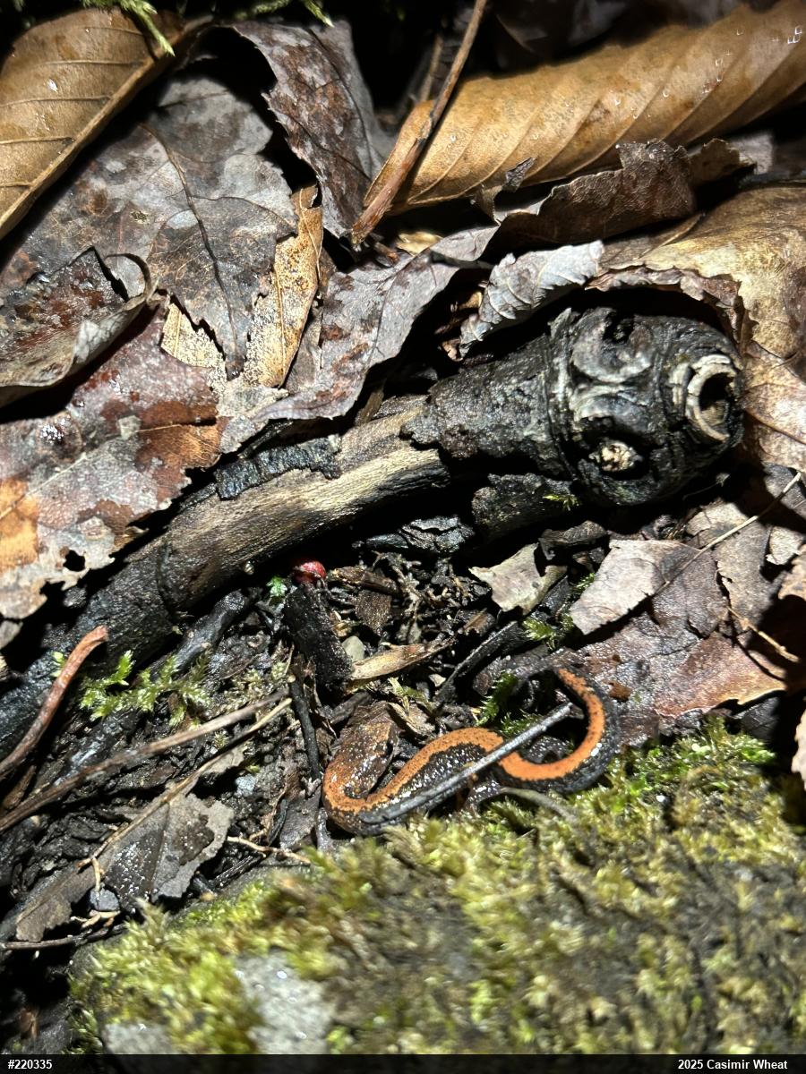 Eastern Red-backed  Salamander