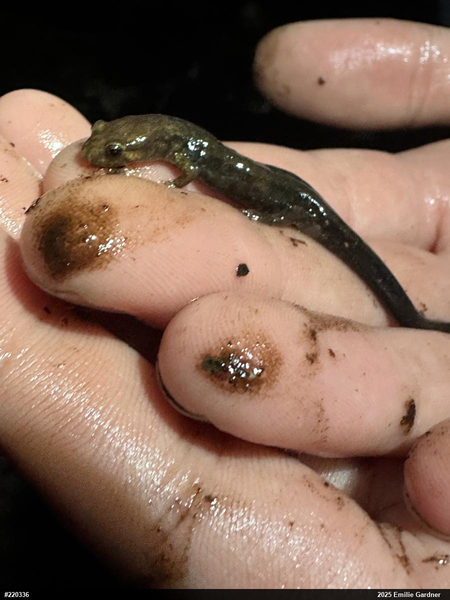 Northern Dusky Salamander