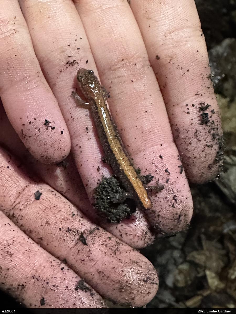 Eastern Red-backed  Salamander