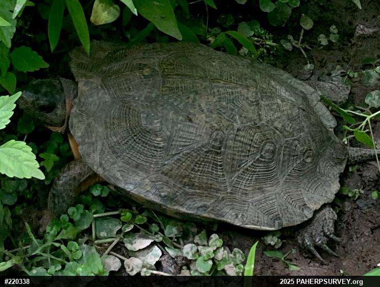 Wood Turtle