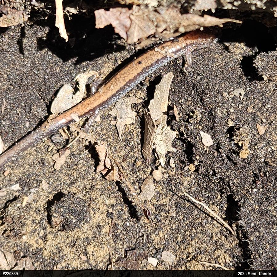 Eastern Red-backed  Salamander