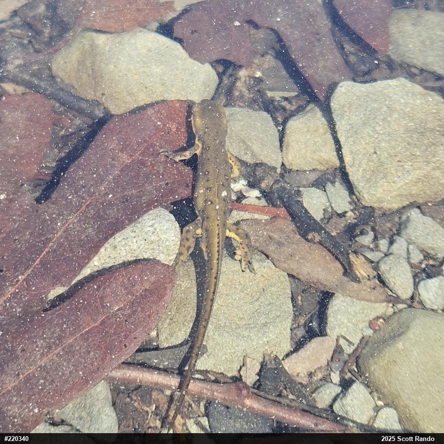 Red-spotted Newt