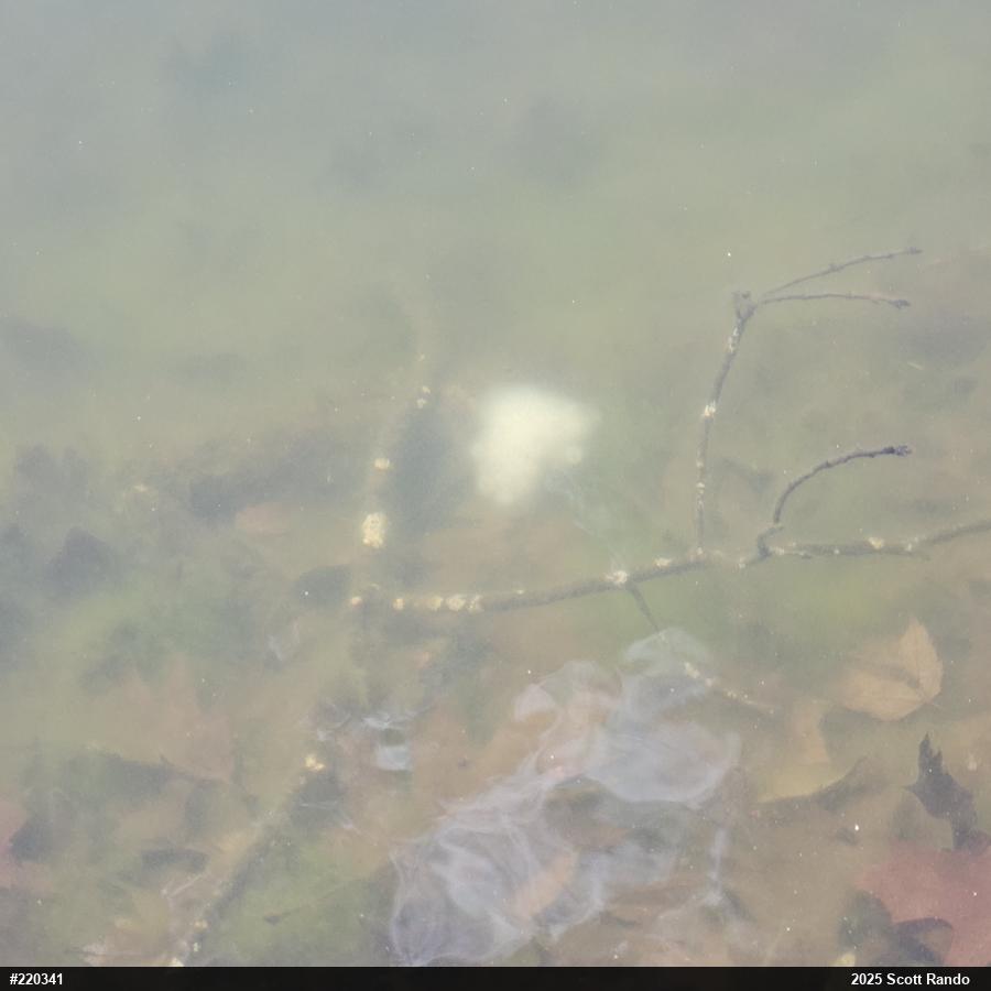 Spotted Salamander