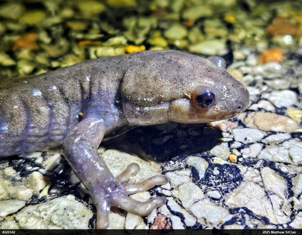 Jefferson Salamander
