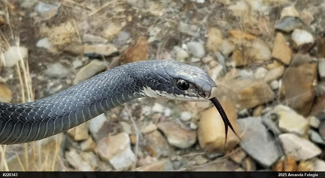 Northern Black Racer