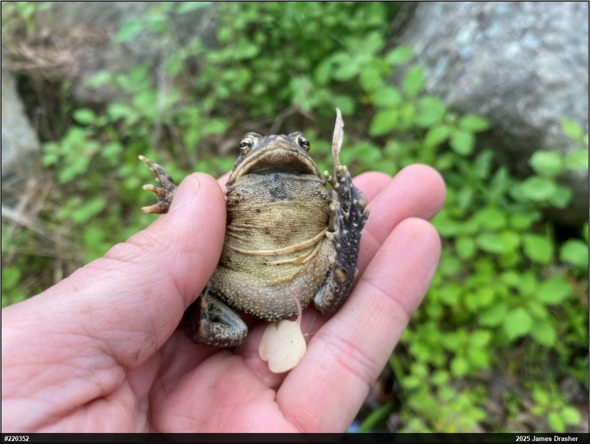 Eastern American Toad
