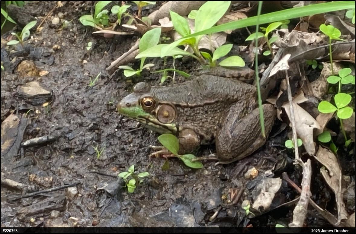 Green Frog