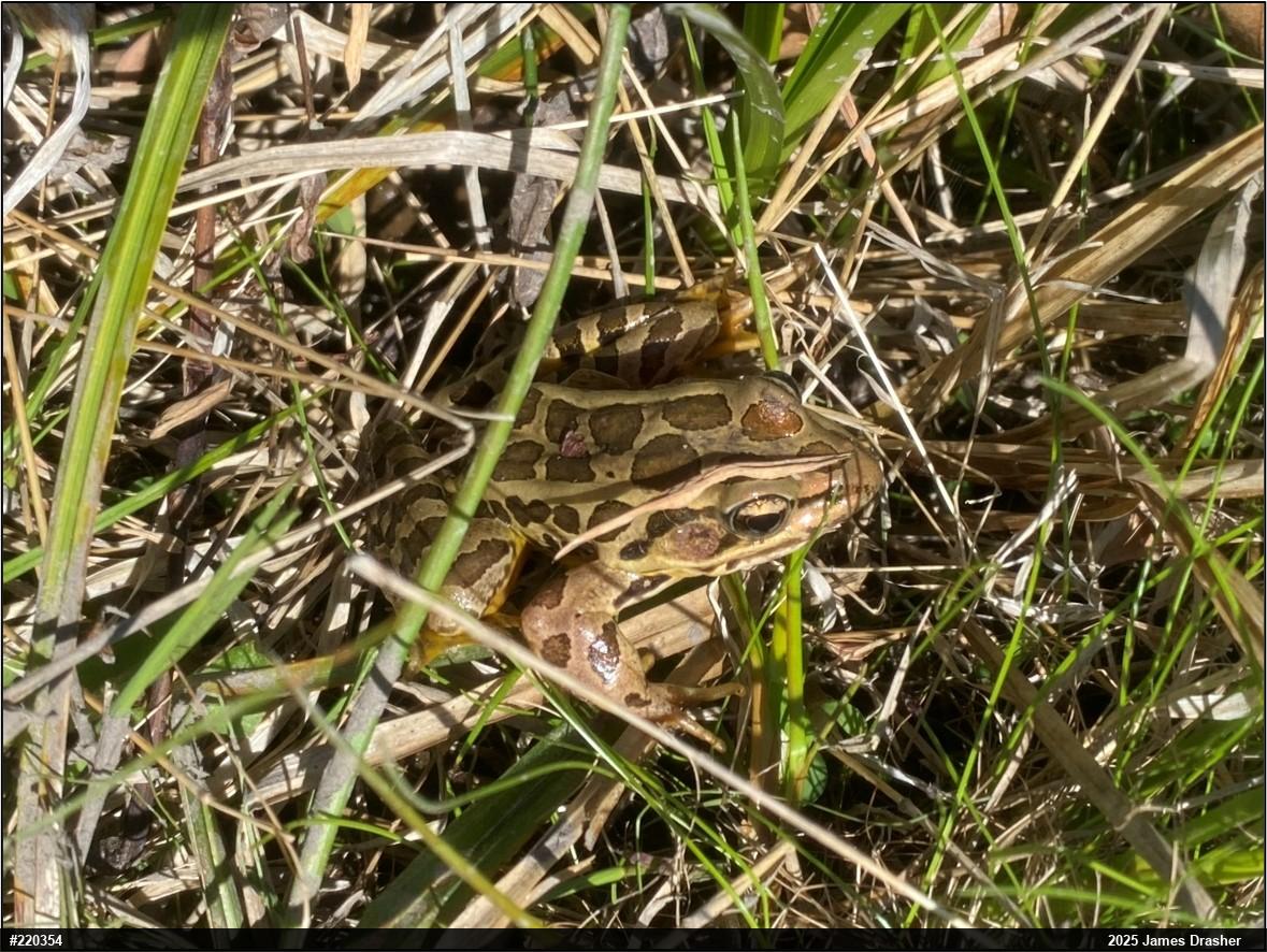 Pickerel Frog