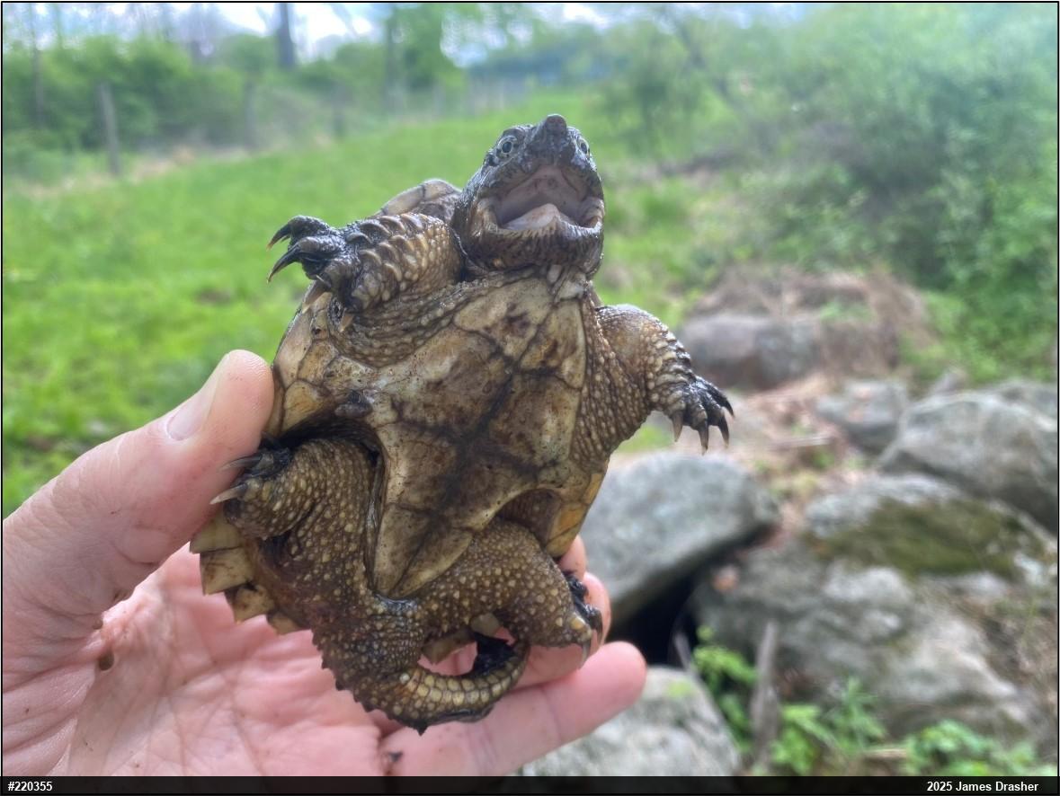 Snapping Turtle